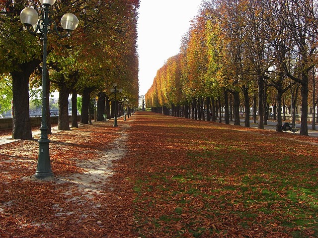 Paris in the Fall