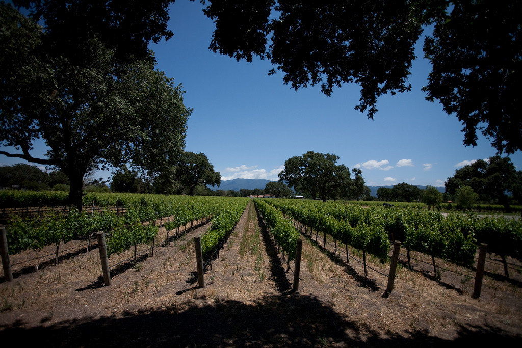 California's Central Coast: a luxury wine country experience